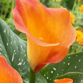 Van Zyverden 030641830407 Callas Passion Fruit Bulbs Pack Of 5