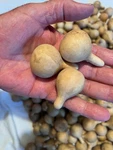 25 Dried & Cleaned, Tennessee Spinner Gourds For Crafting And Fun !!. Fixed Price $21.00.